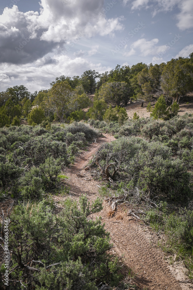 Dirt bike single track trail through sage brush and pinyon pine trees on sunny spring day in Colorado near Eagle