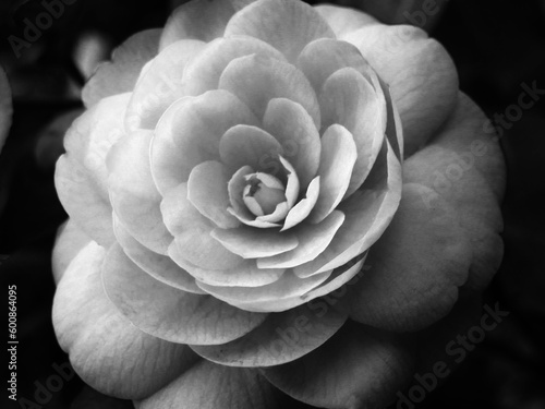 Camelia Amore Eterno