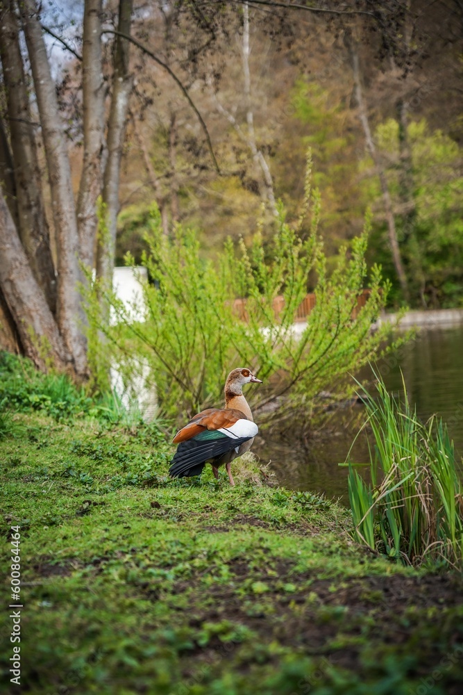 Enten Enten