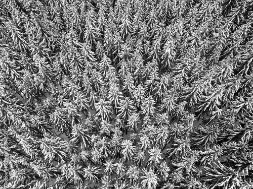 A drone shot of an icy and snow covered pine forest.
