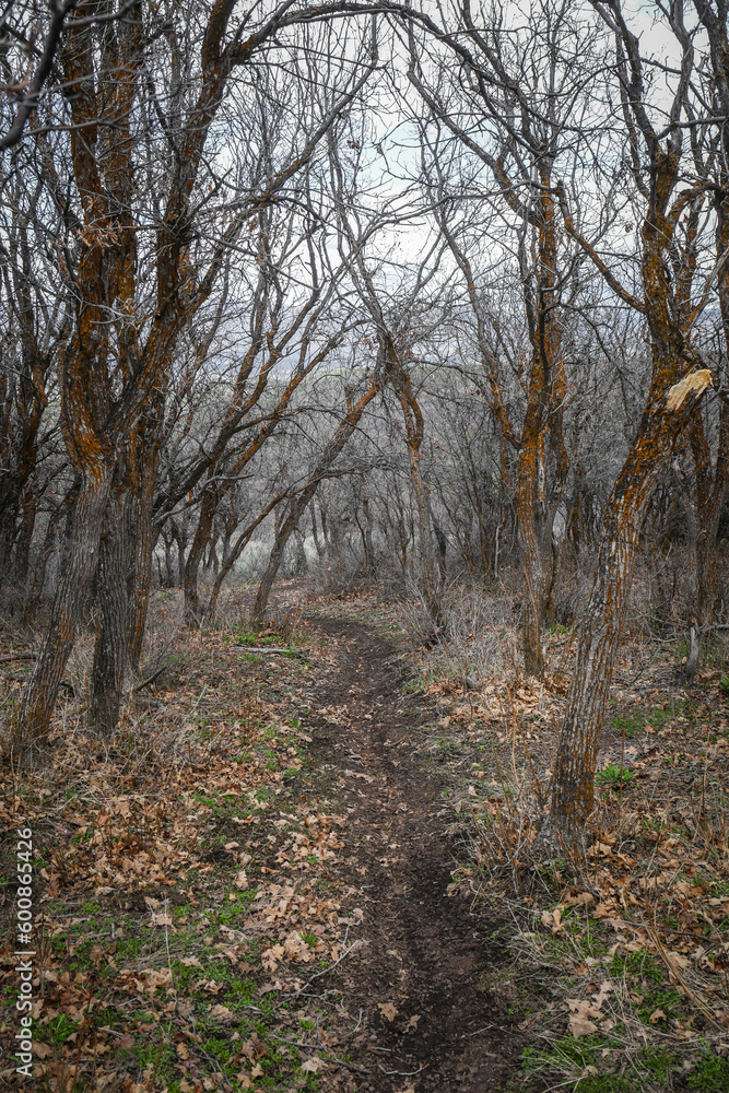 View of narrow dirt trail through tall scraggly dead trees and branches in barren low alpine terrain in Colorado in winter or fall near Eagle