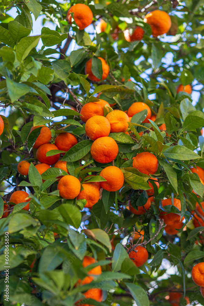 Calamondine fruits and foliage on dwarf tree. Calamondin Citrus microcarpa, Citrofortunella microcarpa. Mandarin Orange citrus fruits grow on citrus tree. Ripe tangerines, close up Calamondine fruits and foliage on dwarf tree. Calamondin Citrus microcarpa, Citrofortunella microcarpa. Mandarin Orange citrus fruits grow on citrus tree. Ripe tangerines, close up