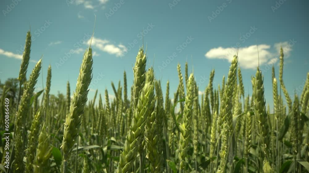 field of ripening wheat against the blue sky. Spikelets of wheat with grain shakes wind. grain harvest ripens in summer. agricultural business concept. environmentally friendly wheat field of ripening wheat against the blue sky. Spikelets of wheat with grain shakes wind. grain harvest ripens in summer. agricultural business concept. environmentally friendly wheat