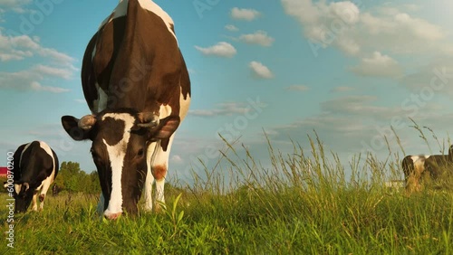 Slow Motion Beautiful milk cows on the beautiful meadow at sunset in evening time