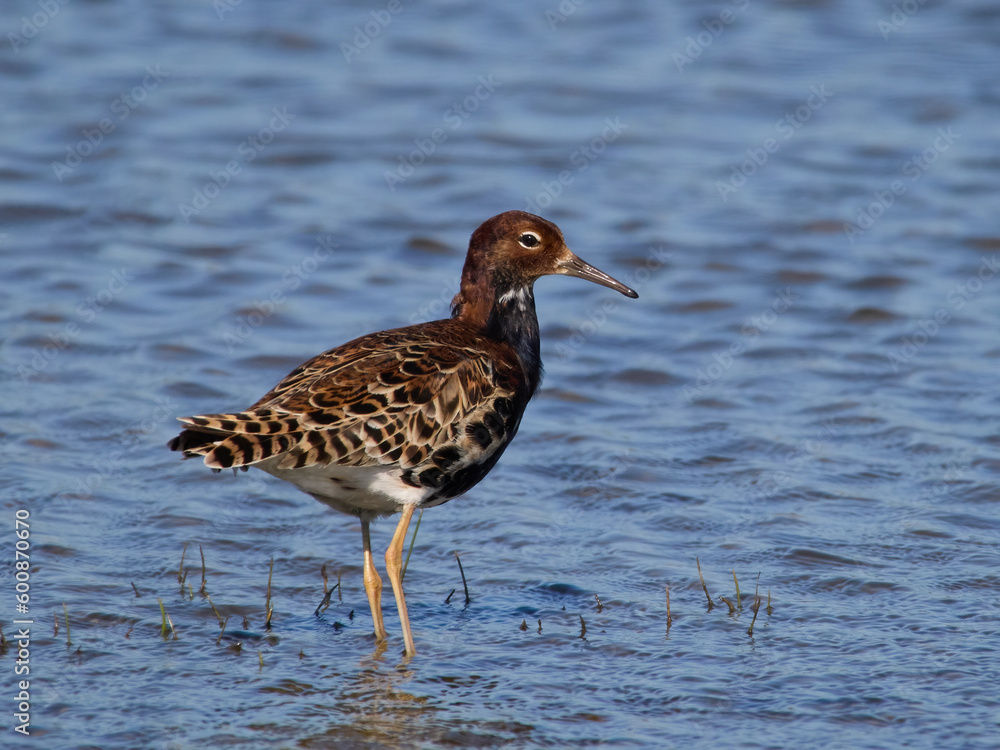 Ruff (Calidris pugnax) Ruff (Calidris pugnax)