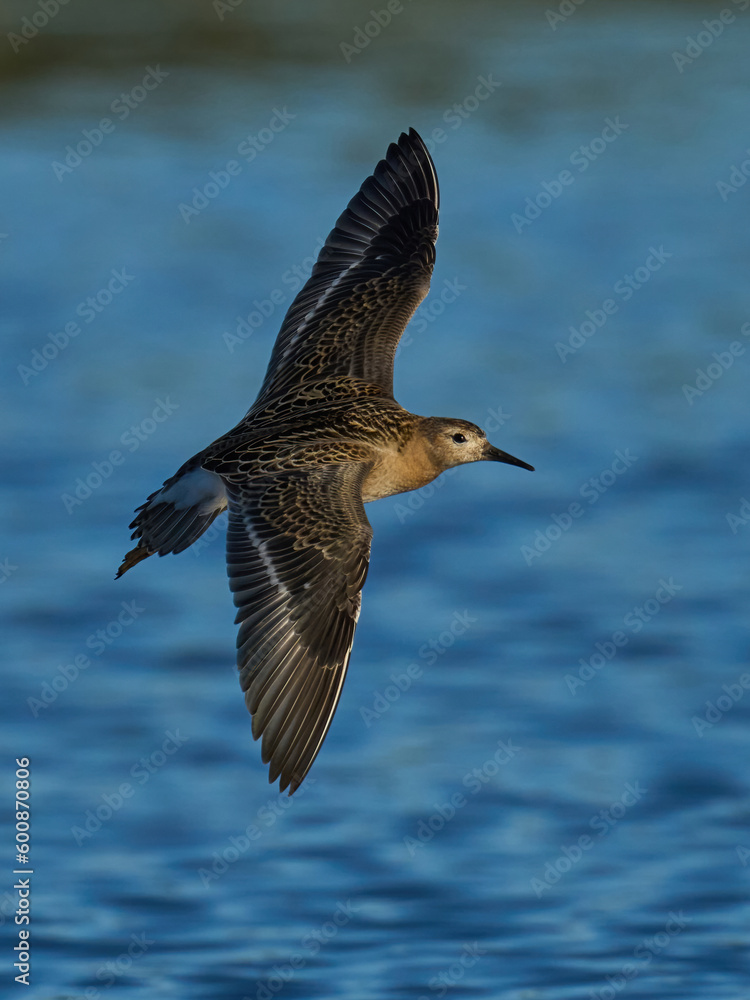 Ruff (Calidris pugnax) Ruff (Calidris pugnax)