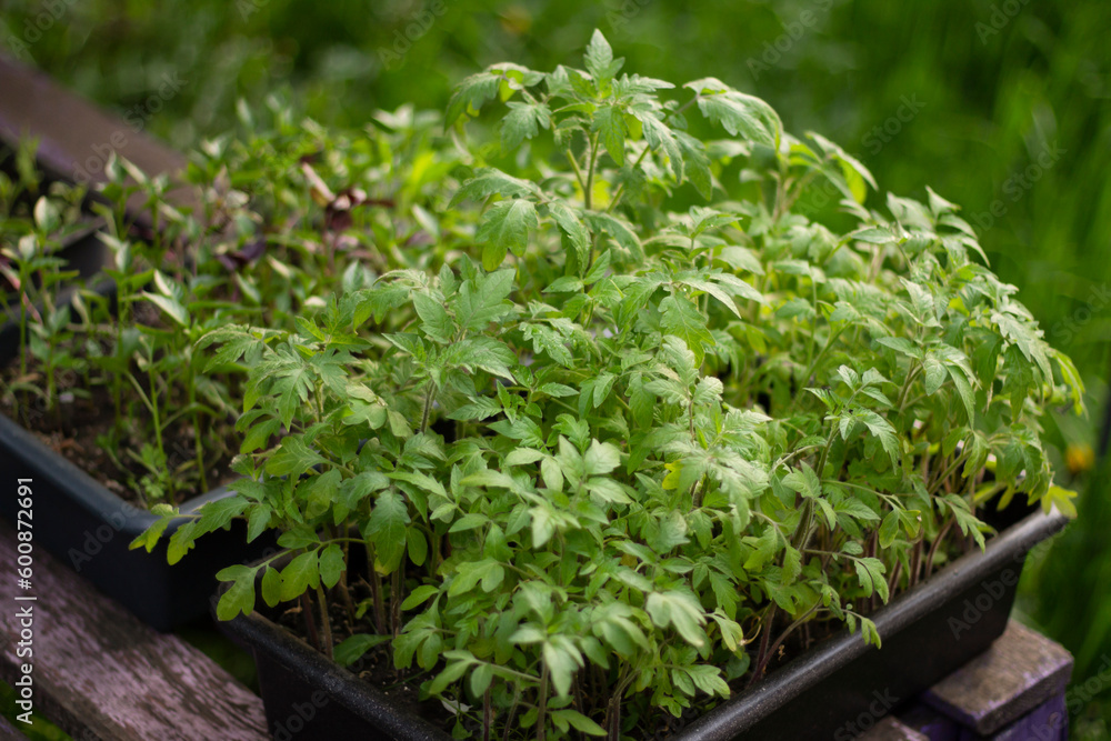 potted plants, young plants in the garden potted plants, young plants in the garden
