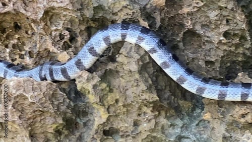 Poisonous sea snake krait on the stones near the sea