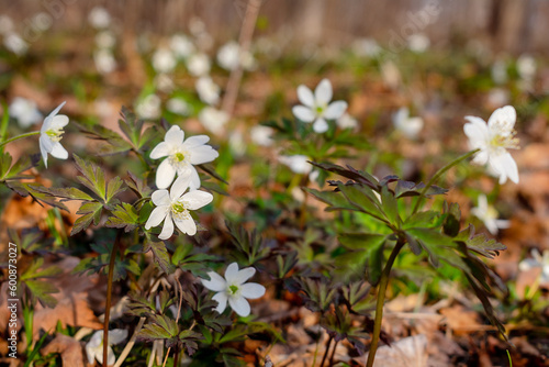 Amur anemone. Glade with many white anemone flowers.