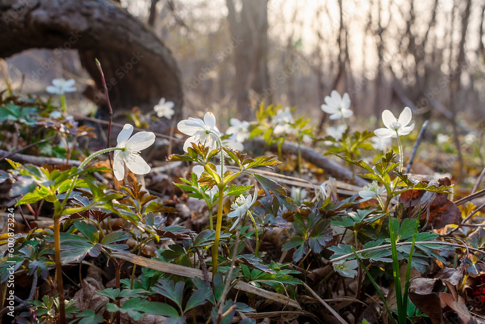 Amur anemone. Glade with many white anemone flowers. Amur anemone. Glade with many white anemone flowers.