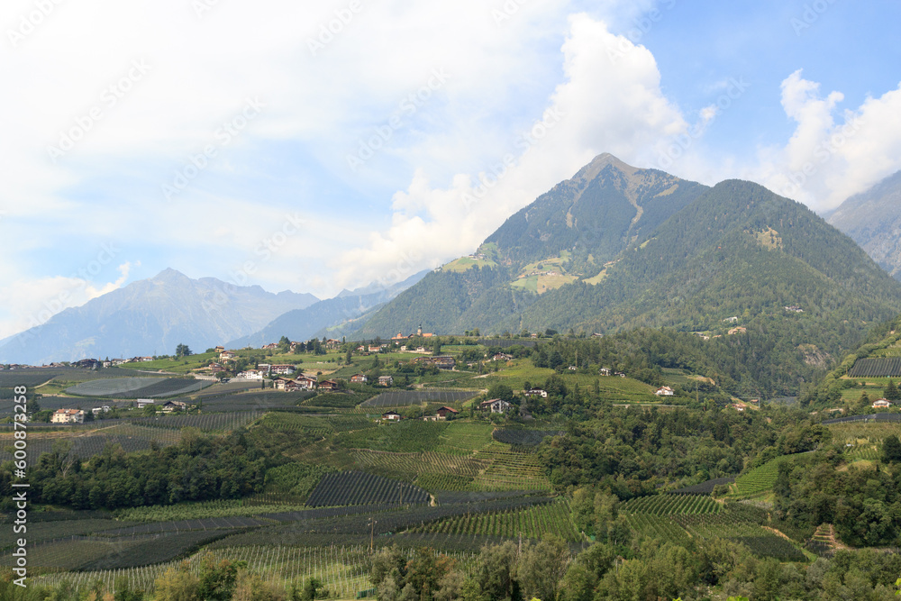 Panorama with South Tyrolean Apple plantations, vineyards and mountains in Tirolo, South Tyrol, Italy