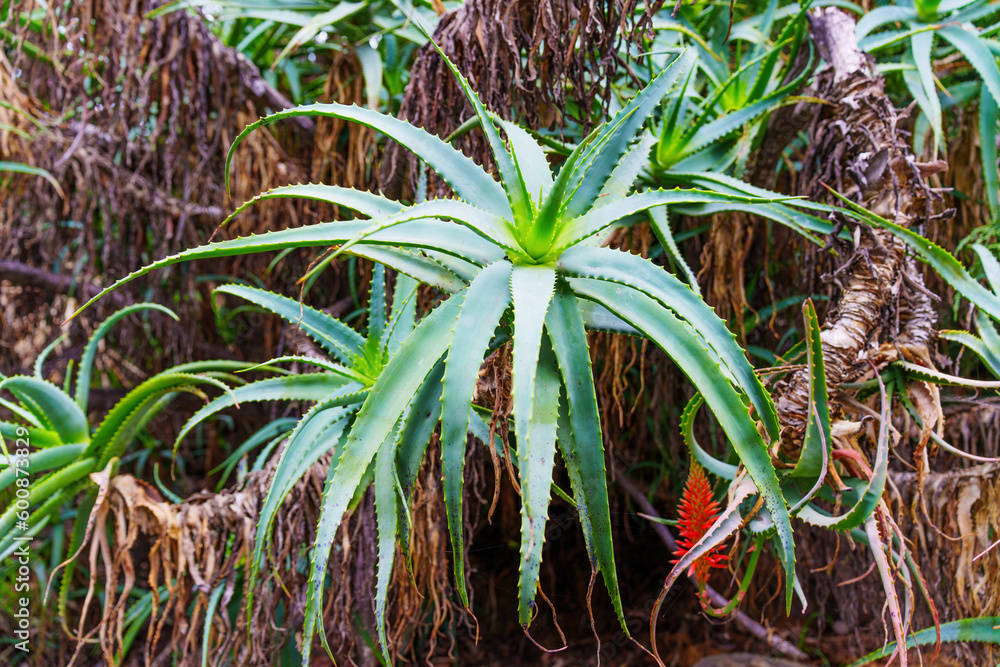 Succulent Aloe Plant in Garden Landscape Succulent Aloe Plant in Garden Landscape