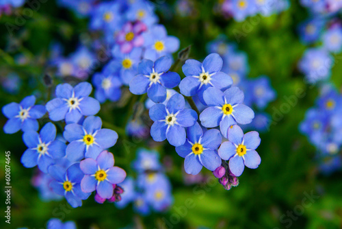 Blue flowers forget-me-not plant.