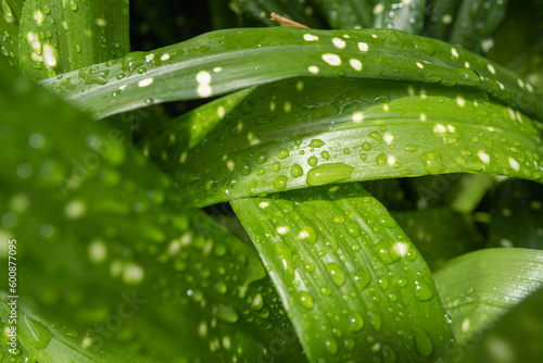 Single drops of water on leaves.
