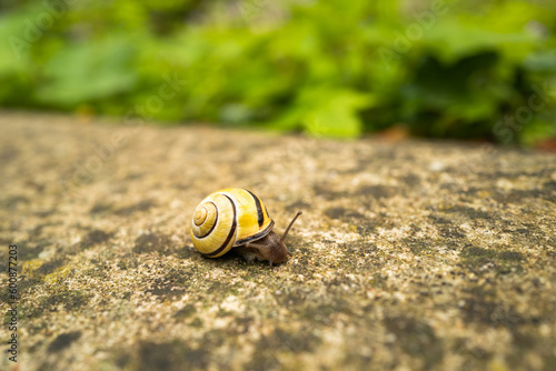 A macro of a snail with a yellow house on a concrete surface against a green background.