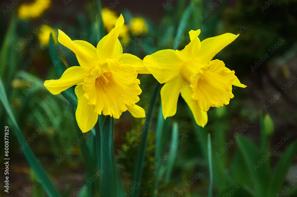 Beautiful yellow daffodils. Spring flowers in nature surrounding