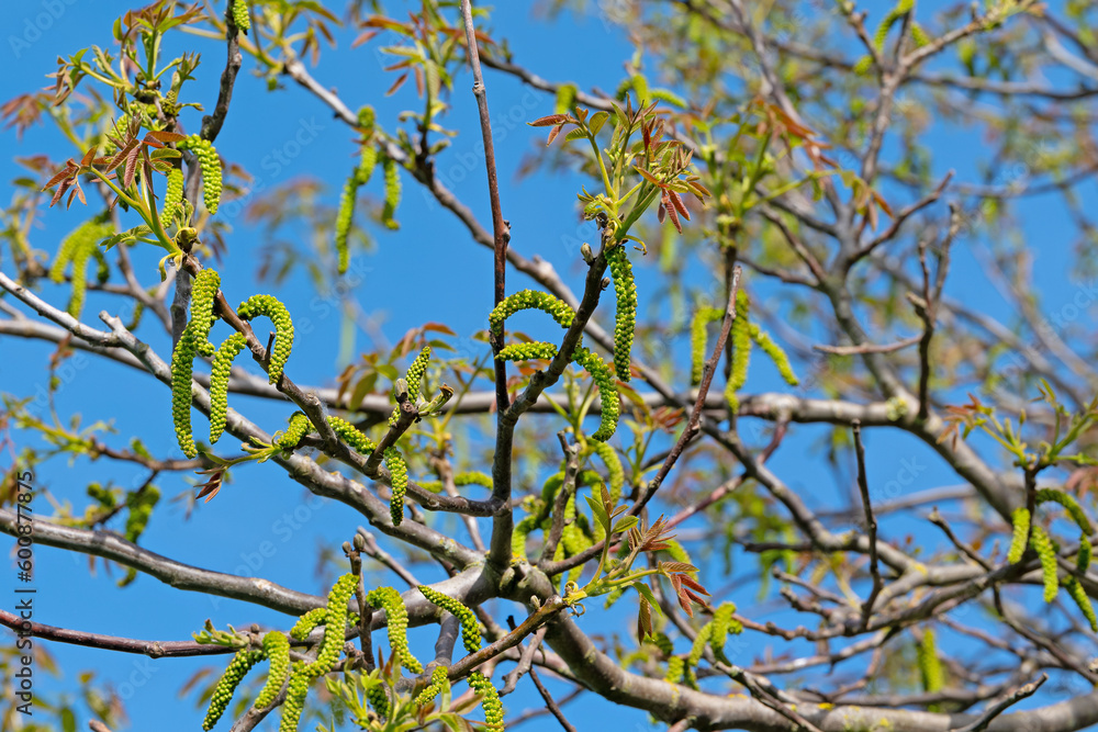 Männliche Blüten vom Walnussbaum im Frühling Männliche Blüten vom Walnussbaum im Frühling