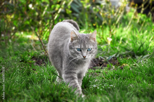 Beautiful gray tabby cat with blue eyes walking on green grass in the park on a sunny day. Walking pets in the open air. Close up of a cat