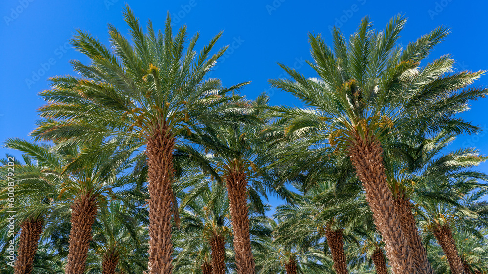 Obraz premium Date Palm Farm