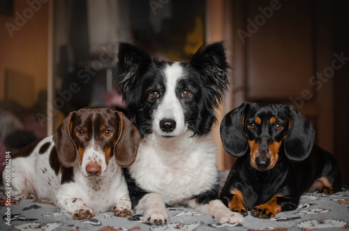 Fototapeta Naklejka Na Ścianę i Meble -  dachshund and border collie dogs cute home pet pictures
