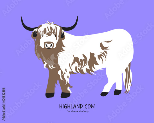 Highland body cattle, cow. Cute highland cow of Scottish cattle isolated on purple background. Design element for logo, poster, card, banner, emblem, t shirt. Vector illustration.
