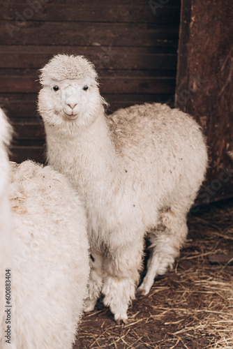 alpaca