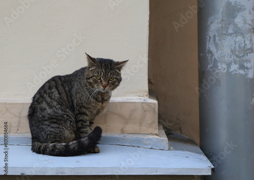 A grey tabby cat is sitting on a ledge near a drainpipe