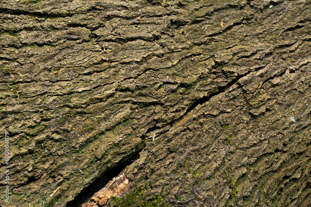 bark of a tree bark of a tree