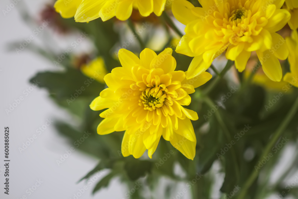 Chrysanthemum bouquet on the light soft background. Chrysanthemum bouquet on the light soft background.