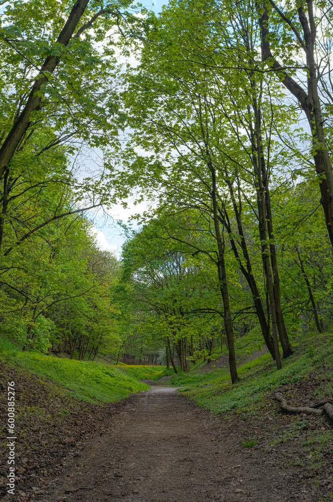 Obraz premium path in the forest