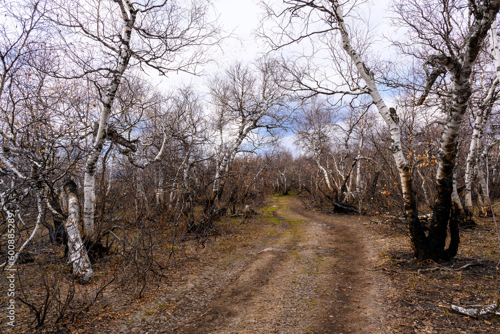 South Ural forest road with a unique landscape, vegetation and diversity of nature in spring.