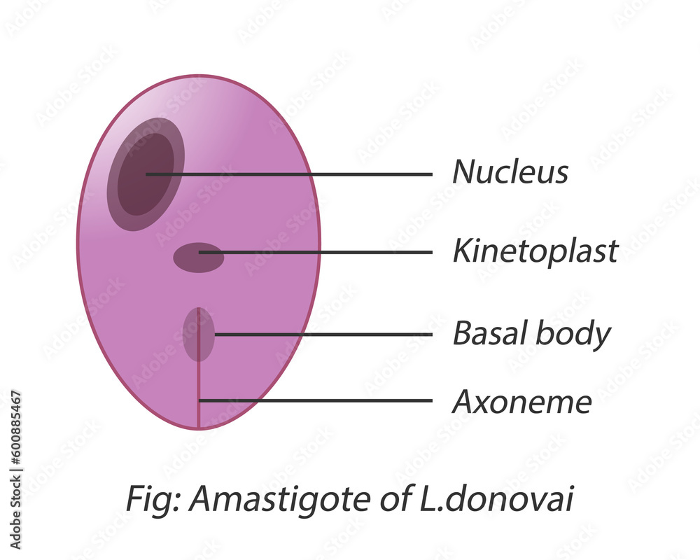 Leishmania donovani Morphology Illustrated medical image Stock