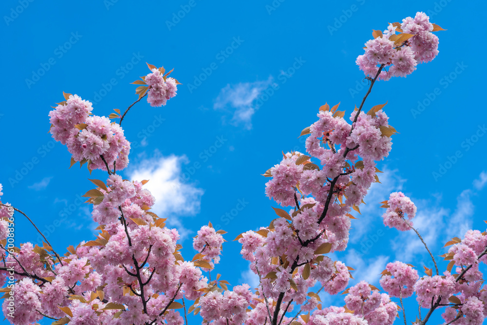 cherry blossom in spring