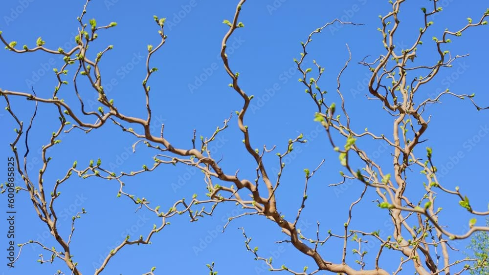 Decorative mulberry. A winding tree. Yard decoration. Decorative mulberry. A winding tree. Yard decoration.