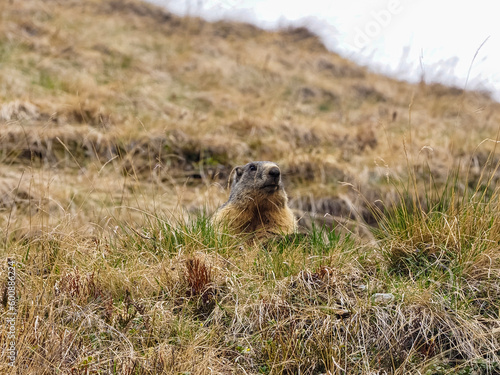 Marmot in the italian alps