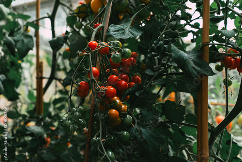 red tomatoes