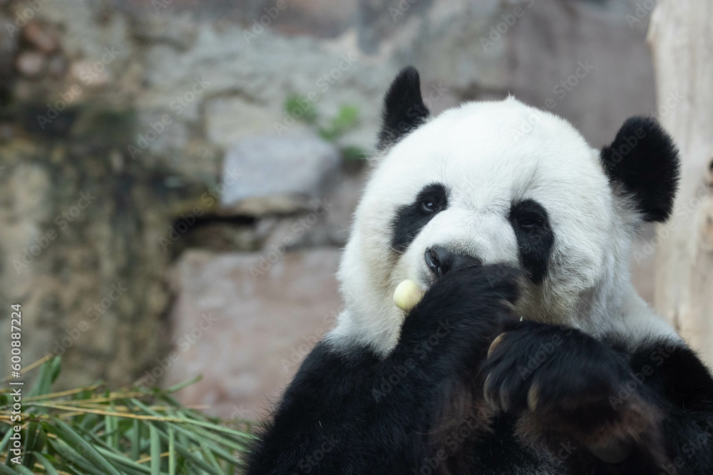 Fototapeta premium Female Panda in Thailand, Lin Hui