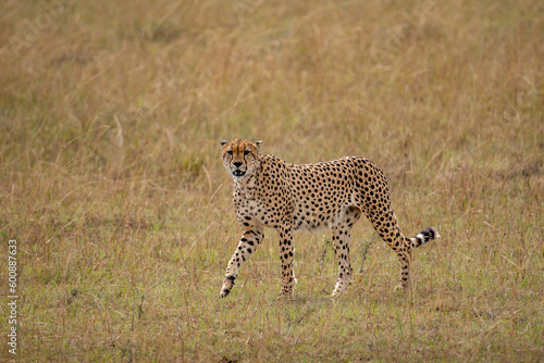 Cheetah in the savannah looking for a prey to hunt, Masai Mara National Park, Kenya. 
