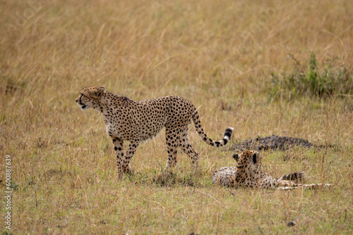 Cheetah in the savannah looking for a prey to hunt, Masai Mara National Park, Kenya. 