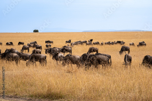 Wallpaper Mural Herd of wildebeest in Masai Mara National Park during the great migration of animals. The wildebeest are located in the savannah during a sunny day of safari. Torontodigital.ca
