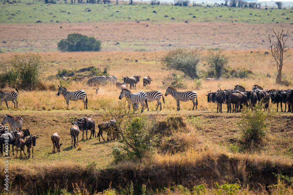 herd of wildebeest and zebras in Masai Mara national park in the mara river crossing point during the great migration of animals, Kenya.