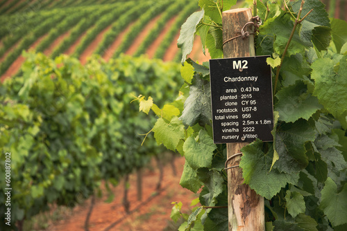 wine yards in south afirca