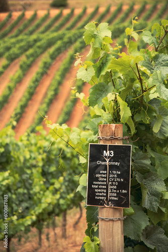 wine yards in south afirca