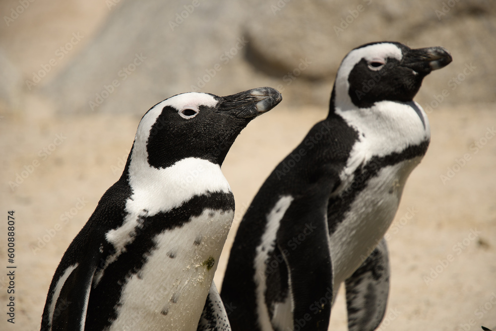 Obraz premium two penguins on Bolders beach