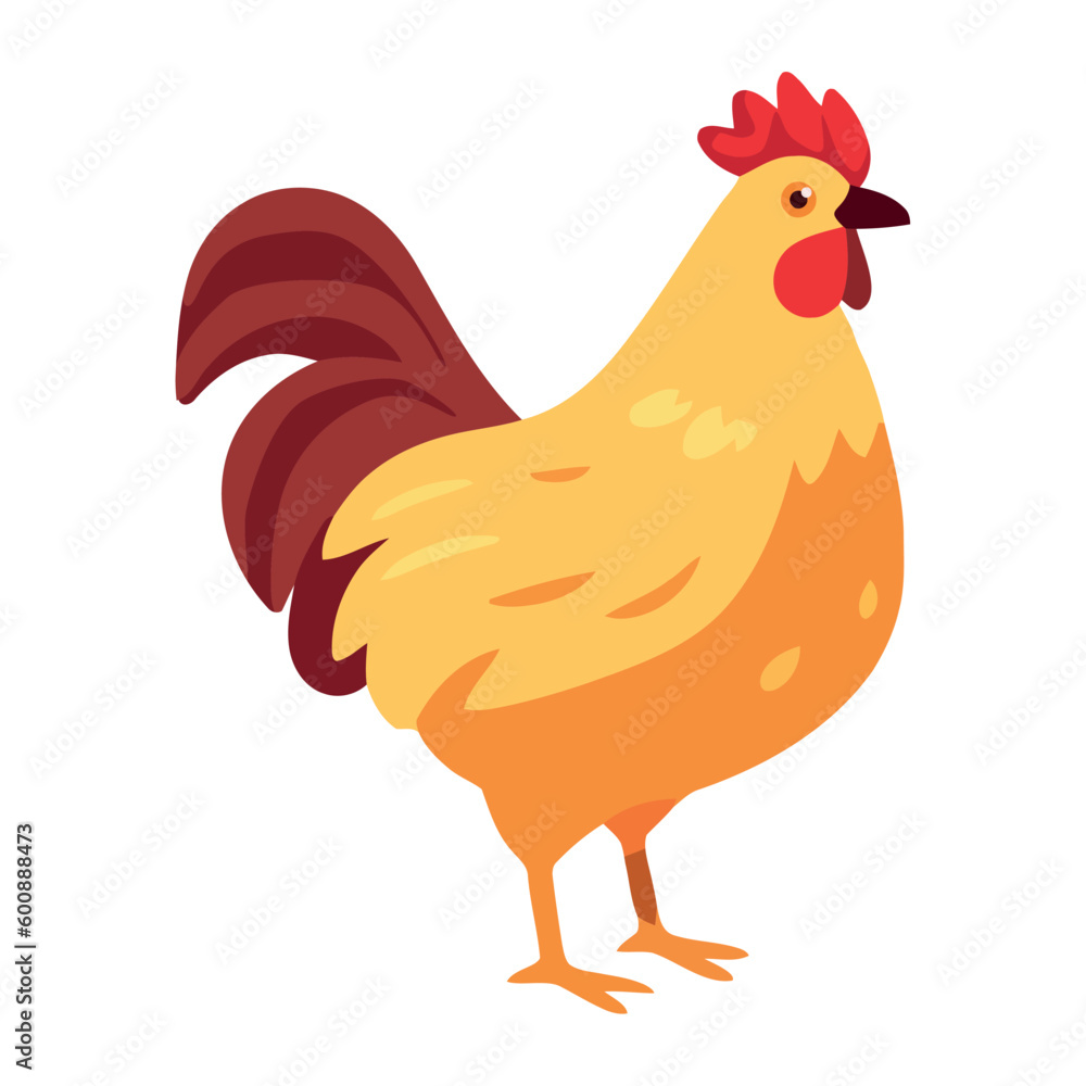 Standing rooster in farm animal