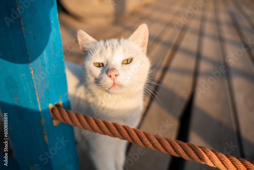 A stray cat on the street.