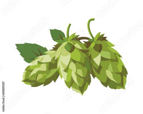 Fresh green hop plant