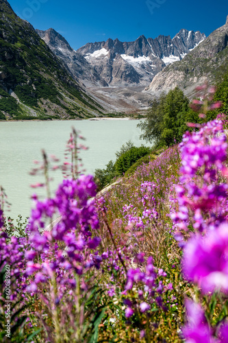 wildflowers at the shore of Grimselsee with Unteraargletscher in the Background