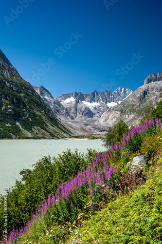 wildflowers at the shore of Grimselsee with Unteraargletscher in the Background
