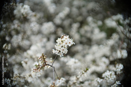 Zbliżenie na kwitnące gałęzie drzewa śliwy, białe kwiaty na pierwszym planie oraz w tle © Piotr